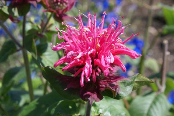 MONARDA 'Pink Lace'