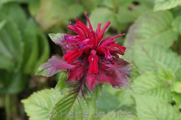 MONARDA 'Ruby Glow'