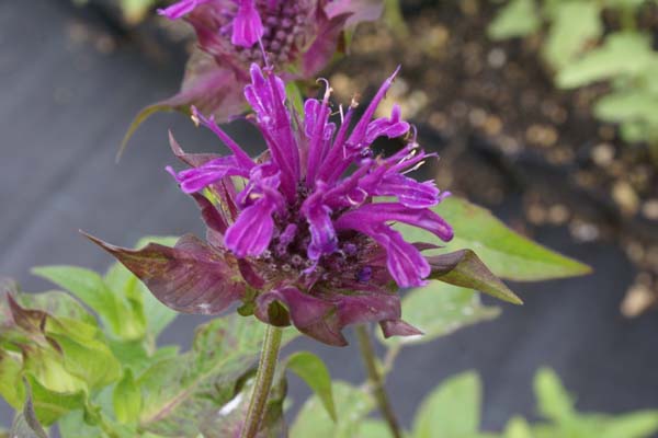 MONARDA 'Scorpion'