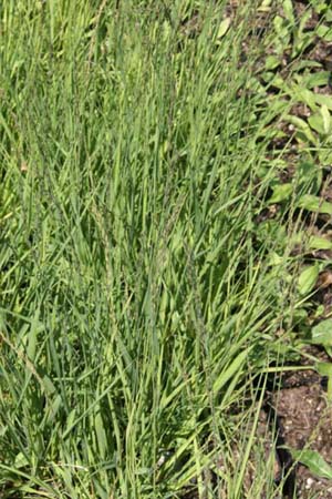 Molinia caerulea ssp. caerulea 'Moorflamme'