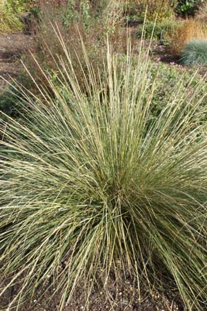 MUHLENBERGIA dubia