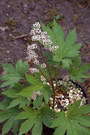 MUKDENIA rossii