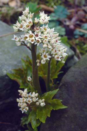 Mukdenia rossii