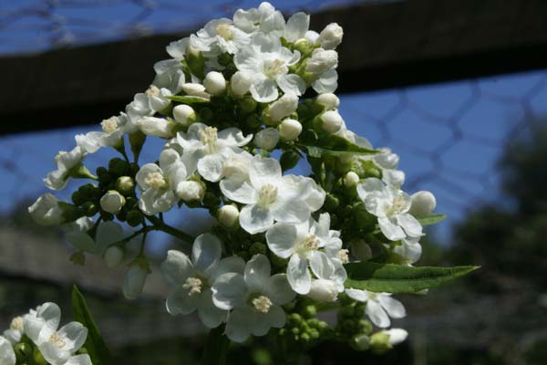 Napaea