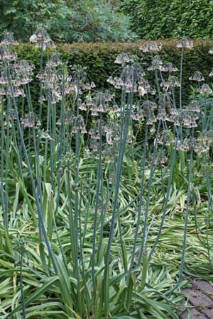 Nectaroscordum siculum