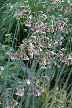 Nectaroscordum siculum