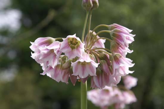 Nectaroscordum tripedale