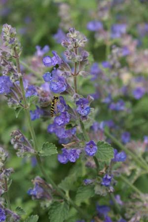 Nepeta 'Kit Cat'