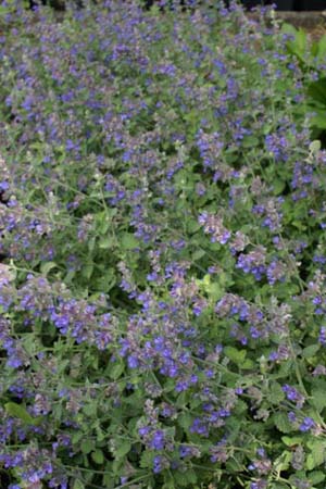Nepeta 'Kit Cat'