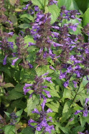 Nepeta kubanica 'Neptune'
