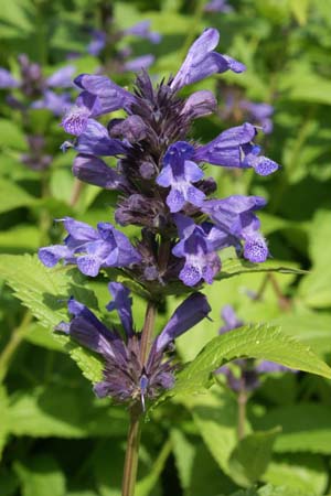 Nepeta kubanica (N. cyanea cyanea)