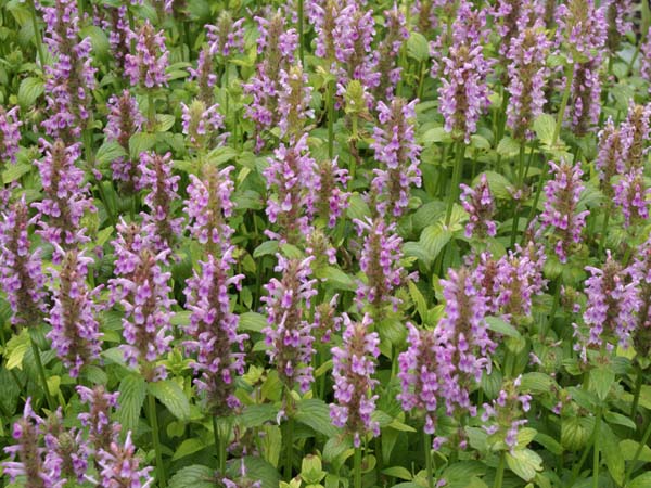 Nepeta nervosa 'Pink Cat'