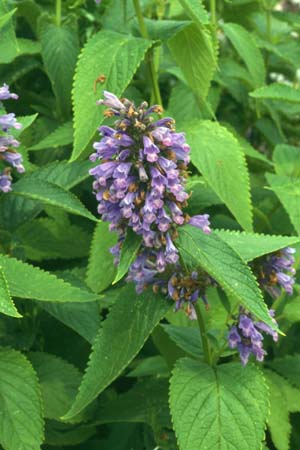 Nepeta subsessilis (Washfield)