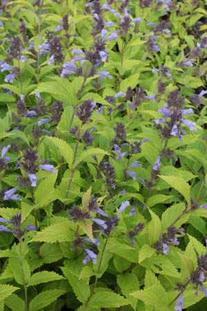 Nepeta subsessilis (Herrmannshof)