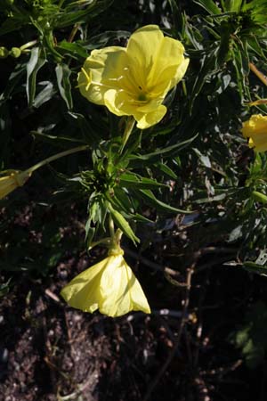 OENOTHERA argillicola