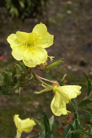 Oenothera argillicola