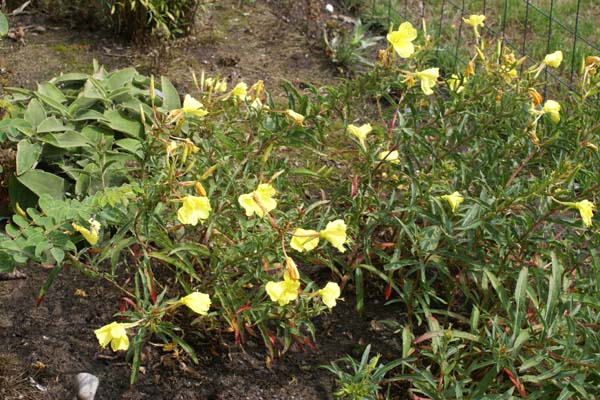 Oenothera argillicola