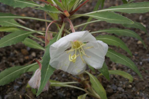 OENOTHERA caespitosa eximia