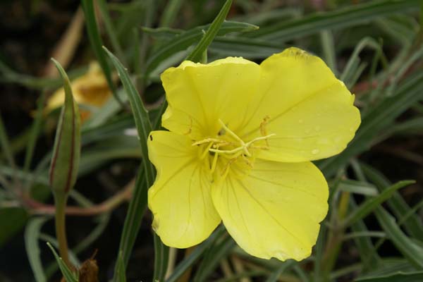 OENOTHERA macrocarpa fremontii 'Silver Wings'
