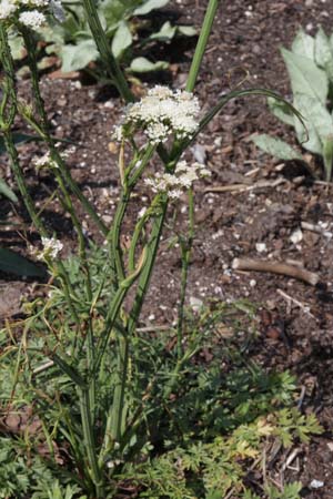 Oenanthe pimpinelloides