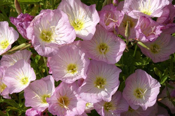 OENOTHERA speciosa 'Siskyou'