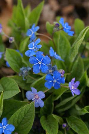 Omphalodes verna 'Grandiflora'