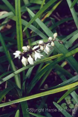 Ophiopogon planiscapis