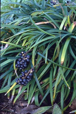 Ophiopogon planiscapis