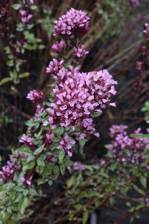 Origanum 'Herrenhausen'