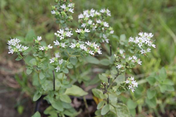 Origanum vulgare ssp. hirtum (heracleoticum)