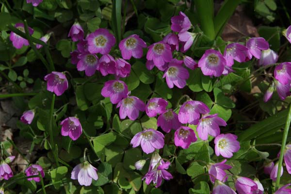 Oxalis