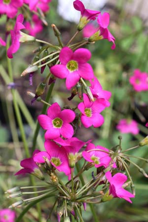 Oxalis magnifica