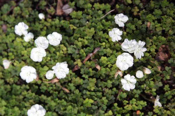 Oxalis magellanica 'Nelson'