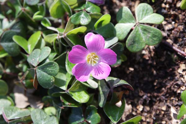 Oxalis oregana smalliana
