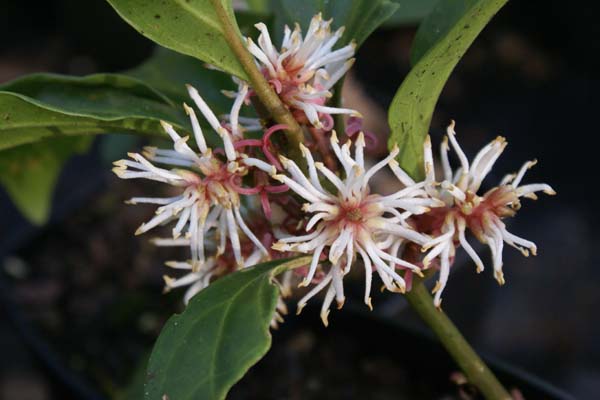 Pachysandra axillaris