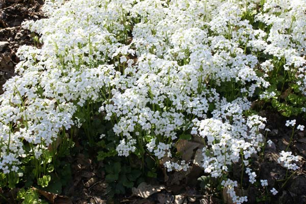 Pachyphragma macrophyllum