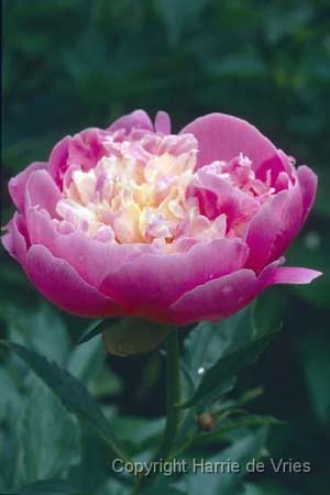 PAEONIA 'Bowl of Beauty'
