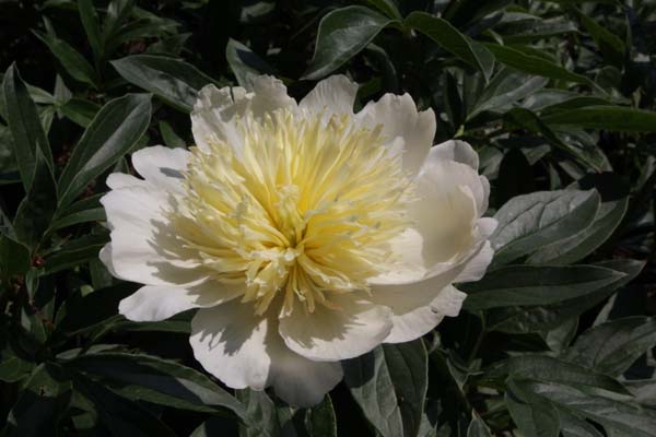 Paeonia 'Cheddar Gold'