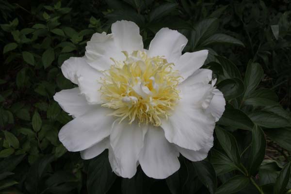 Paeonia 'Cheddar Gold'