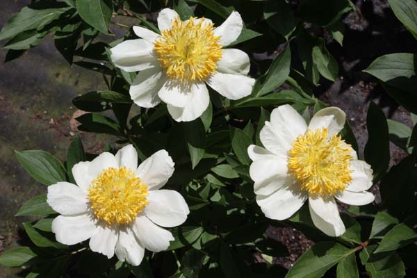 Paeonia 'Claire de Lune'