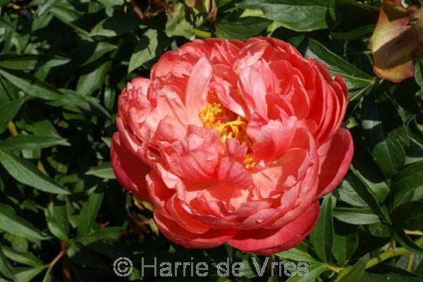 PAEONIA 'Coral Charm'