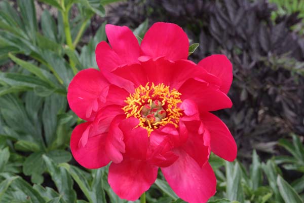 Paeonia 'Coral Sunset'