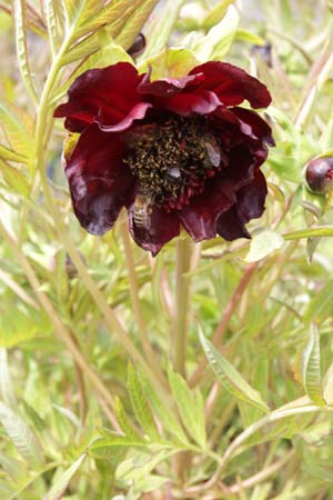 Paeonia delavayi