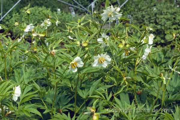 Paeonia emodi