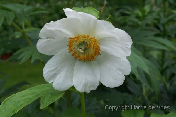 PAEONIA emodi