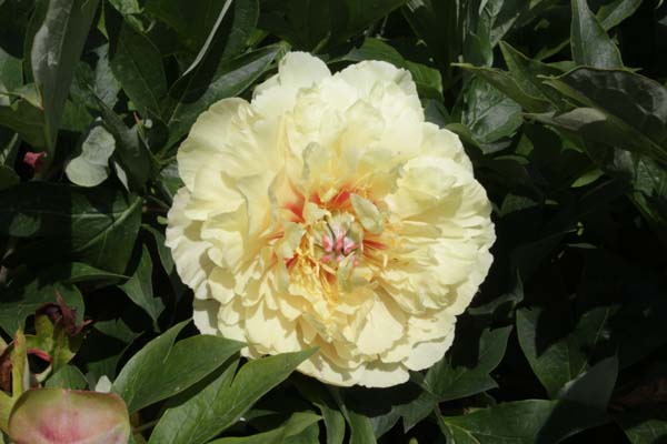 PAEONIA 'Garden Treasurer'