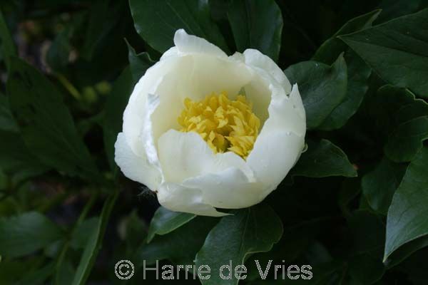 PAEONIA 'Jan van Leeuwen'