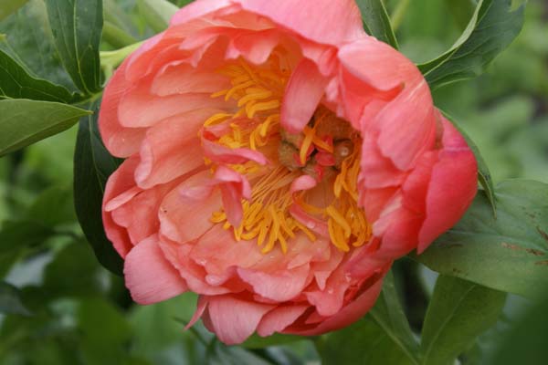 PAEONIA 'Magie Rouge'