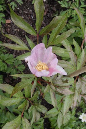 Paeonia mairei W/O 7182