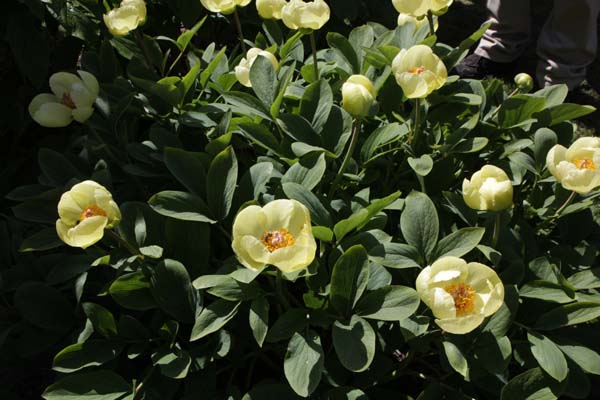 Paeonia mlokosewitschii